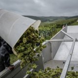 L'année 2024 a été marquée par des précipitations du printemps jusqu'aux vendanges et des problèmes sanitaires, ce qui a réduit les volumes dans toutes les régions viticoles françaises (image d'illustration). KEYSTONE/AP/AURELIEN MORISSARD